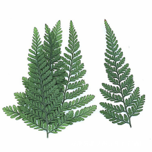 60 pezzi di erbario di felce verde essiccata per gioielli fai da te, cartoline, inviti, custodie per telefoni, foglie di Pennisetum