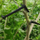 Branch Spreaders Plant Stem Traine Fruit Tree Puller Tying Machine Farm Tools New Open Angle Pull 8