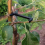 Branch Spreaders Plant Stem Traine Fruit Tree Puller Tying Machine Farm Tools New Open Angle Pull 9