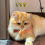 Jouet pour chat extensible, mini, gants pour chats, lot de 3 6