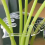 1Pcs Plant Stem Plastic Support,Flower Holder,Reusable Retaining Support,B 2
