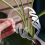 1Pcs Plant Stem Plastic Support,Flower Holder,Reusable Retaining Support,B 4