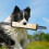 Interactive Tug Dog Toys Tough Training Pull Toy Tear-Resistant Bite with 2 Handles 11