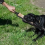 Interactive Tug Dog Toys Tough Training Pull Toy Tear-Resistant Bite with 2 Handles 10