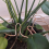 Supporto per piante a forma di Monstera, riutilizzabile, robusto supporto in lega per contenere erbe aromatiche e verdure D 4
