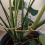 Supporto per piante a forma di Monstera, riutilizzabile, robusto supporto in lega per contenere erbe aromatiche e verdure D 2