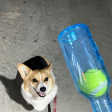 Toys for Dogs,Bottle Dogs,Water Bottle Dogs,Dog Toy Water Cruncher,Blue,S