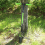 Bulb Planter Tool Crocus Long Handled Transplanter Comfortable T-Shaped Handle Multi-Purpose Gardening for Weeding 5