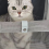 Cat Bag Portable Backpack Pet Foldable Large Capacity Breathable Black 4