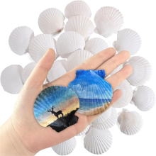 30 Pcs Natural Scallop Shells 2-3 Inch White Seashells for Crafts DIY Painting and Ocean Summer Beach Wedding Home