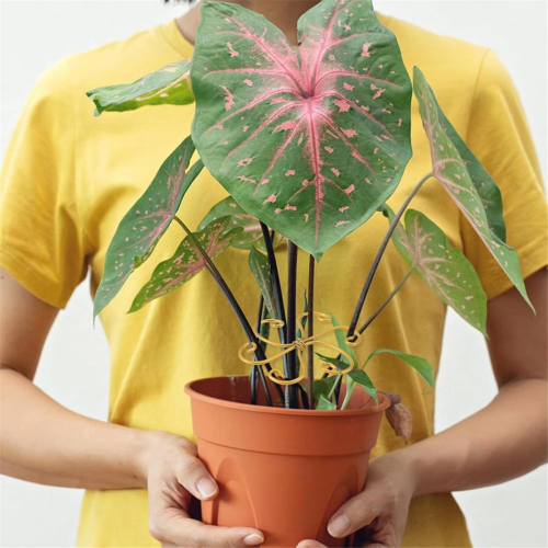 Supporto per piante, stabilizzatore riutilizzabile per steli di Monstera, per bonsai, da interno e da esterno, 6 pezzi 2
