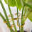 Supporto per piante, stabilizzatore riutilizzabile per steli di Monstera, per bonsai, da interno e da esterno, 6 pezzi 6