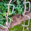 30 Pcs Fruit Tree Branch Puller Tying Machine Farm Tools Open Angle Pull Stereotyped Bending 7