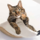 Cat Wall Frame Indoor Bed Wooden Climbing 5