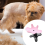 Dog Grooming Beauty Fixed Table Base Frame Adjustable Removable Fixing Metal Universal Pet Bath Fixer B 4