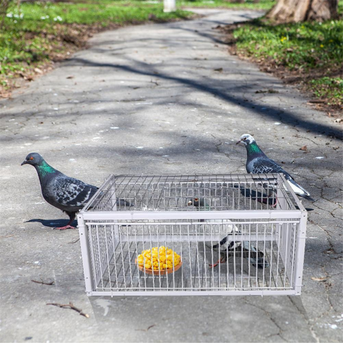 Auto Trap Bird Cage bird Entry Only No Exit Thickened Encrypted Automatic Pigeon 2
