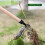 Stand Up Weed Puller Tool Rustproof Weed Remover 7