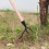 Stand Up Weed Puller Tool Rustproof Weed Remover 10