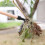 Stand Up Weed Puller Tool Rustproof Weed Remover 8