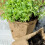10pcs Seed Growing Tray Biodegradable Paper Pot 10