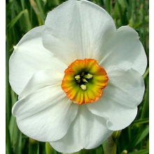 (10 Bulbs) Daffodil Pheasant's Eye. One of the oldest flowers