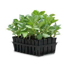 Haxnicks Deep Rootrainers | Reusable Deep Root Trainers | Seed Planting | Deep Rooted Plants | The Most Popular Size For Sweet Peas Vegetable Plants