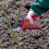 Spear & Jackson Spear & Jackson 6059BS Razorsharp Advantage Medium Bypass Pruning Shear, Blue 2