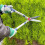 Spear & Jackson Spear & Jackson 8120RS Razorsharp Telescopic Hedge Shears, Blue 4