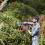 Black + Decker BLACK + DECKER BEHT201-GB Hedge Trimmer, 240 V, Black, 45 cm 5
