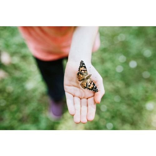 Insect Lore Giant Butterfly Garden Kit (Packaging May Vary) 1