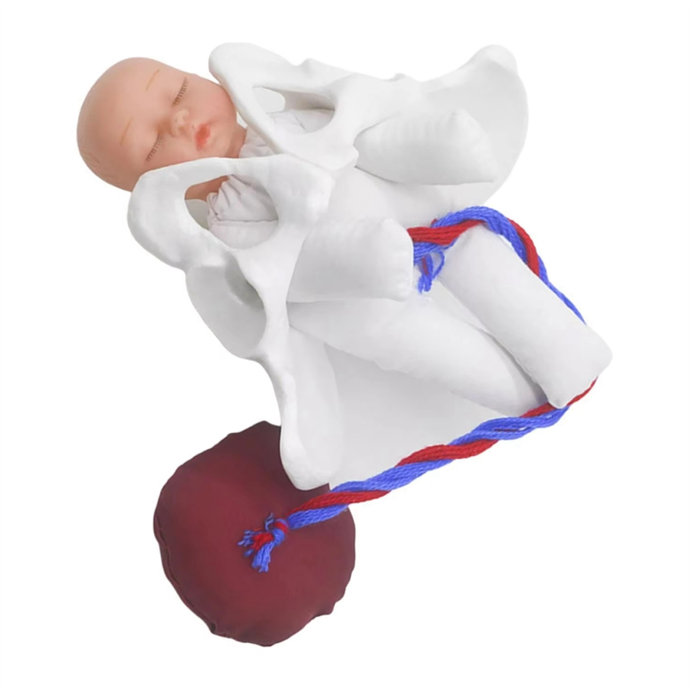 New Female Pelvis Model Childbirth Model for Science Education