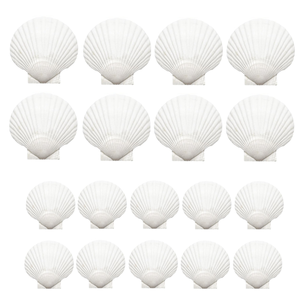 18PCS Natural Scallop Shells for DIY/Wedding/Beach Decor-image-OPC-PJT69NG-NEW