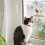 Clear Glass Window Bird Feeding Window Bird 8