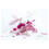 Cerise - Lapin Doudou 27cm 4