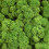 Preserved Decorative Moss Durable Natural 9