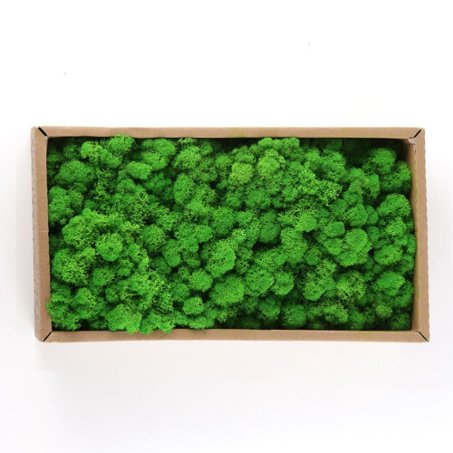 Preserved Decorative Moss Durable Natural 1