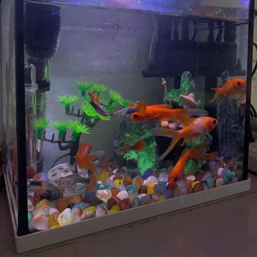 Pierre colorée de 1,5 cm, décoration de sol pour aquarium 2