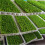 Preserved Decorative Moss Durable Natural 10