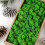 Preserved Decorative Moss Durable Natural 8