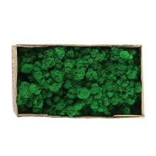 Preserved Decorative Moss Durable Natural