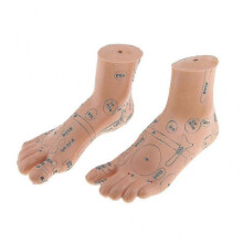 2 Pieces Foot Reflexology Massage Model English Code Tcm Feet Reflexology Tw
