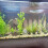 12 Pcs Hydroponics Pots with 10 Pcs Plant Labels 6