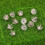 12Pcs Football Boot Stud Shoe Replace Spike 13/16mm for 4