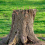 25 Pcs Copper Nails to Killing Trees,3.5 Inch Pure 8
