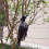 Realistic Hanging Dead Crow Decoy Extra Large Black Feathered 10