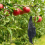 Realistic Hanging Dead Crow Decoy Extra Large Black Feathered 7