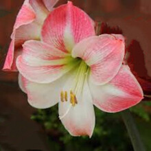 Amaryllis Apple Blossom. A long time favourite. 36/38 Bulbs