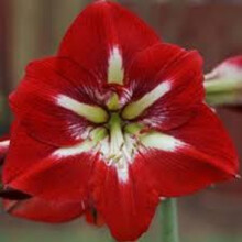 Amaryllis Barbados. Velvet-red with a white star. 36-38Bulbs