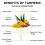 Mélange pour Latte, Curcuma Gingembre, Sans Caféine 3