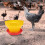 1Pc Yellow Poultry Feeder Plastic Feeding Pan for Chicken and Ducks 3